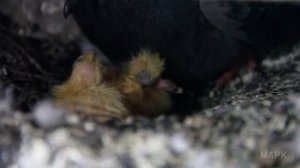 ГОЛУБИ ВЫВЕЛИ ПТЕНЦОВ НА БАЛКОНЕ