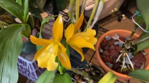 Rare Cattleya Orchid Blooms