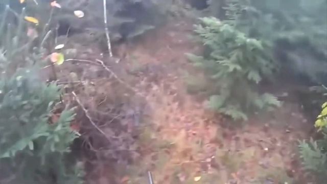 Топ 5 нападений кабана на людей