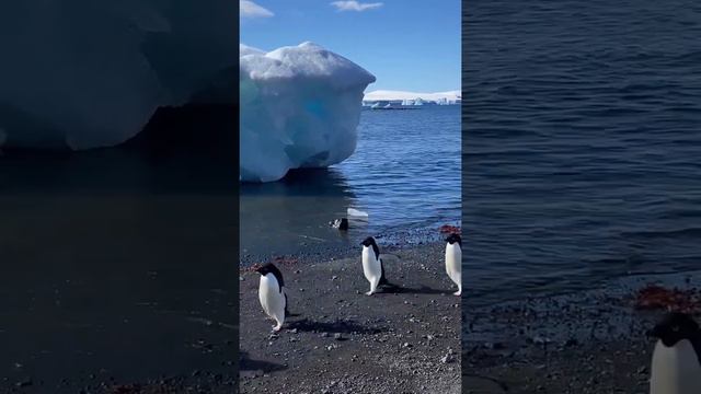 Looking at penguins in Antarctica смотреть онлайн