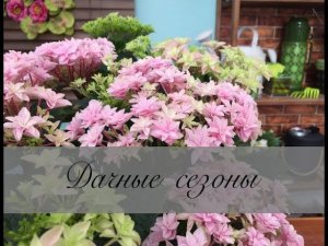 Новый сорт гортензии. Обрезка и черенкование лимона. Ламинария и Йод для подкормки.