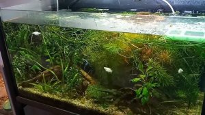 Про эдогониум