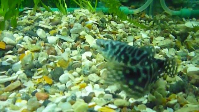 Гурами мраморные брачные игры смотреть онлайн