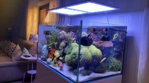 GERMAN DREAM TANK - 300 Liter coral reef aquarium!!!