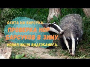 Охота на барсука. Проверка нор барсуков в зиму. Новая экшн видеокамера.