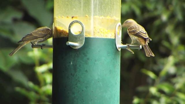 FujiFilm FinePix S9950W Test Footage | 50X Zoom смотреть онлайн