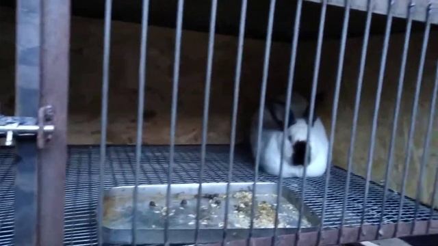 УШНОЙ КЛЕЩ У КРОЛИКОВ. БРОВЕРМЕКТИН. ЧАСТЬ 2. ПОМОГЛО ЛИ? смотреть онлайн