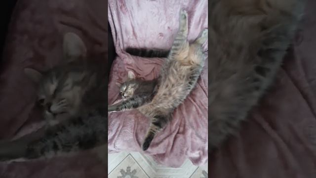 настолько устал, что нет сил закрыть глаза #котики #cat #home