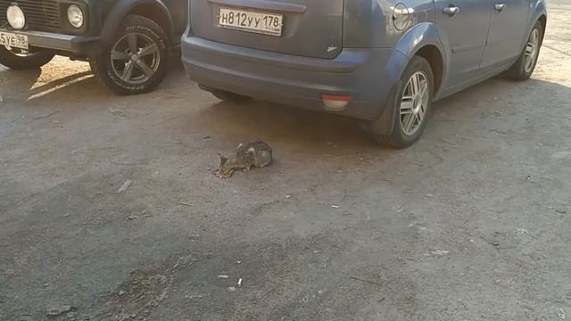 Бездомные кошки Санкт-Петербург смотреть онлайн