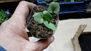 ВИОЛА. выращивание из семян. ЛЕГКО. сроки. как вырастить виолу из семян. виола из семян. виола