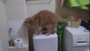 КОТИК СМУЩАЕТСЯ.