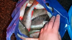 Как солить, сушить вялить рыбу. Простой лучший рецепт. Малосольная