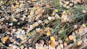 Разобрал плотину бобра