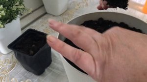 КЛУБНЕВАЯ БЕГОНИЯ. КАК ПРАВИЛЬНО ПЕРЕСАДИТЬ БЕГОНИЮ.