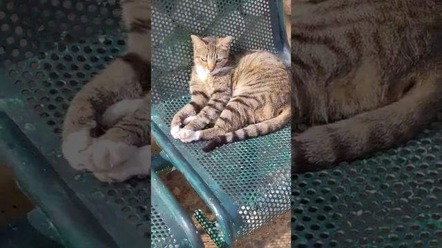 Полосатый кот мяукает Мяу ? Funny striped cat meowing Meow ? Kucing lucu  Gatos engraçados gracioso