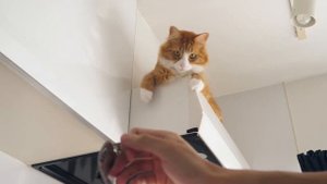 Как я дрессировал своих котов (русская озвучка)