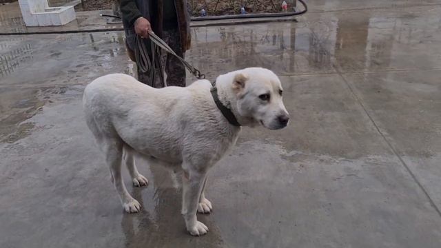 Гонурджа и его Мать Акча! смотреть онлайн