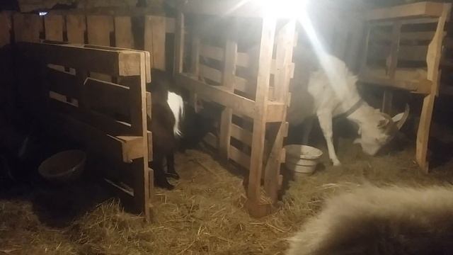 Опасность оводов смотреть онлайн