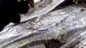 Гибель молодых арбузов. Личинки ростковой мухи