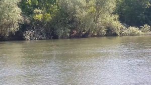 Реверсивный кораблик на жереха своими руками 0 гривень 2