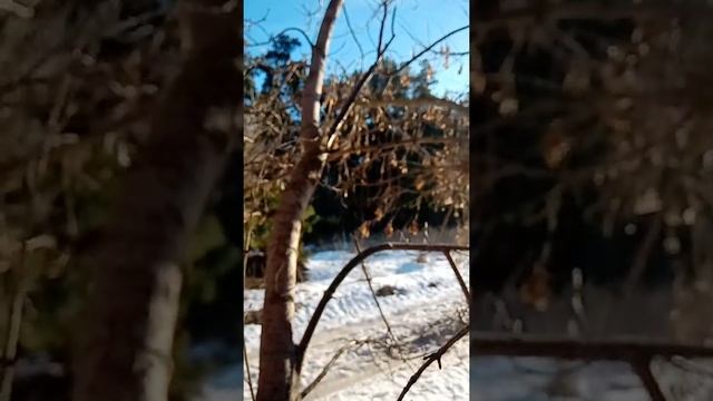 8 января грибы в Харьковской обл. смотреть онлайн