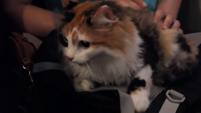 с кошкой в автобусе смотреть онлайн