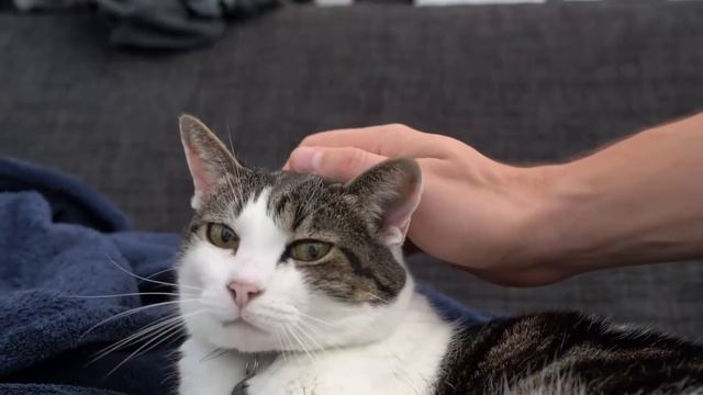 Мальчик без спроса забрал собаку у матёрого братка, а дальше пёс сделал то, чего он точно не ждал смотреть онлайн