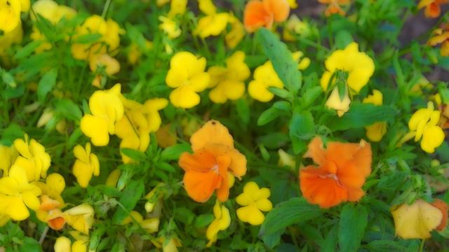 Анютины глазки смотреть онлайн