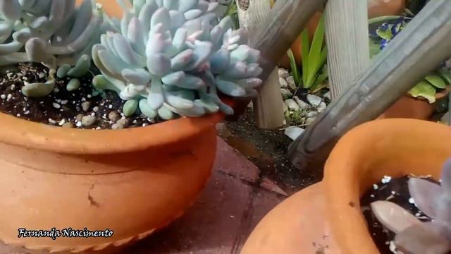 Growing succulents outdoors PART 1 смотреть онлайн