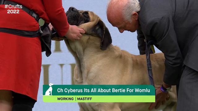 Working Group Judging | Crufts 2022 смотреть онлайн