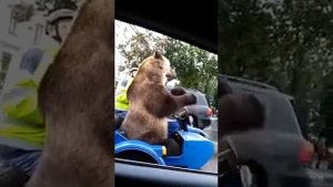 Медведь на мотоцикле. Миша рулит. Урал. Показал фак . Медведь в коляске. Исполняет за еду .