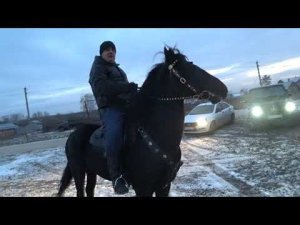 Седло на Карачаевского жеребца.