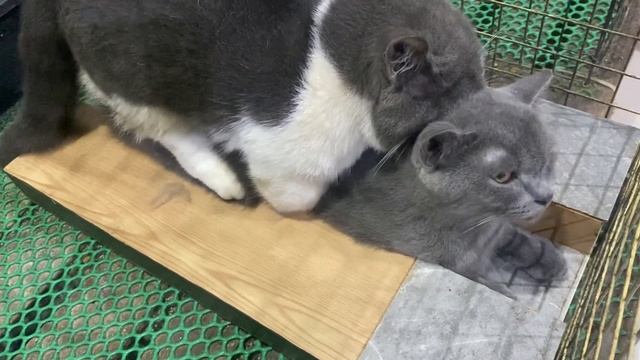 Cat in heat ? || Munchkin Mate || Cat breeding ? смотреть онлайн