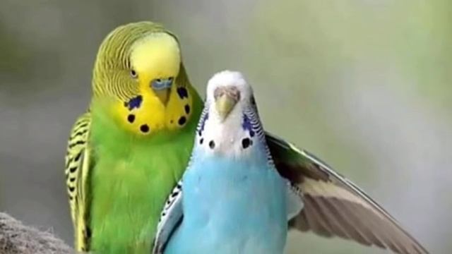 Часть: 1 // Размножение волнистых попугаев в домашних условиях // кладка яиц волнистых попугаев смотреть онлайн