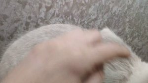 Как отрастает шерсть у кошки после стрижки