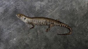 Tushda Kaltakesak Ko'rish Tabiri