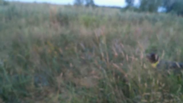 Дратхаар Идея куропатка в безветрие смотреть онлайн