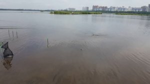 Ловля леща на Лахтинском разливе!