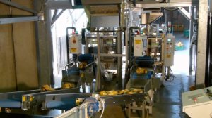 Фасовка, упаковка и паллетирование картофеля