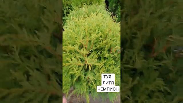 туя ЛИТЛ ЧЕМПИОН #ТУЯ #КУПИТЬТУЮ #туяворонеж #саженцы