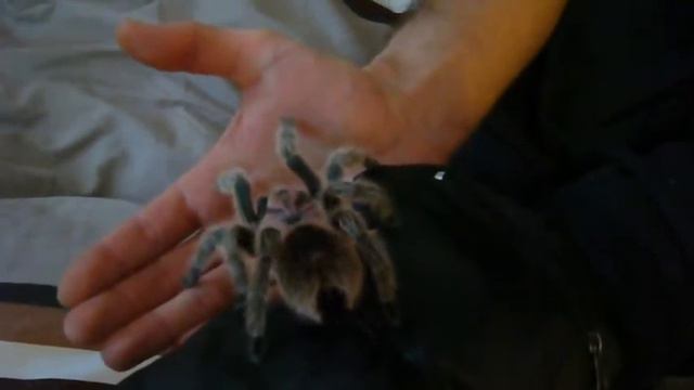 Tarantula on my hand смотреть онлайн