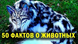 ИНТЕРЕСНЫЕ ФАКТЫ О ЖИВОТНЫХ! ТОП 50 фактов про животных о которых вы не знали