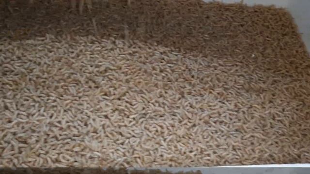 ХРАНЕНИЕ РЫБОЛОВНОГО ОПАРЫША смотреть онлайн