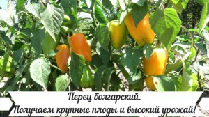 Перец болгарский. Получаем крупные плоды и высокий урожай.