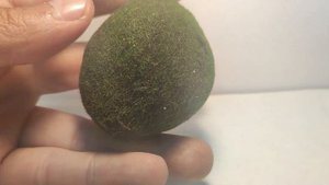 Живое аквариумное растение Кладофора Шаровидная средняя 3-5 см