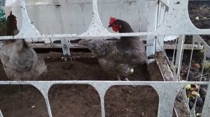 Про кур
