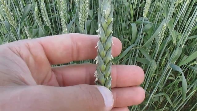Как цветет пшеница