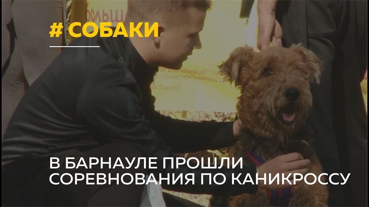 Каникросс: барнаульцы приняли участие в забеге с собаками
