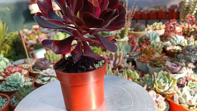 TOUR POR MI COLECCIÓN DE AEONIUMS #suculentas #aeonium #echeveria смотреть онлайн