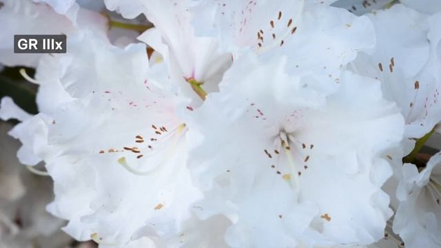 "How to Use the Ricoh GR III Camera for Amazing Photos and Videos" смотреть онлайн